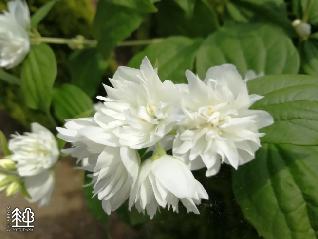 Philadelphus   'Minnesota Snowflake'